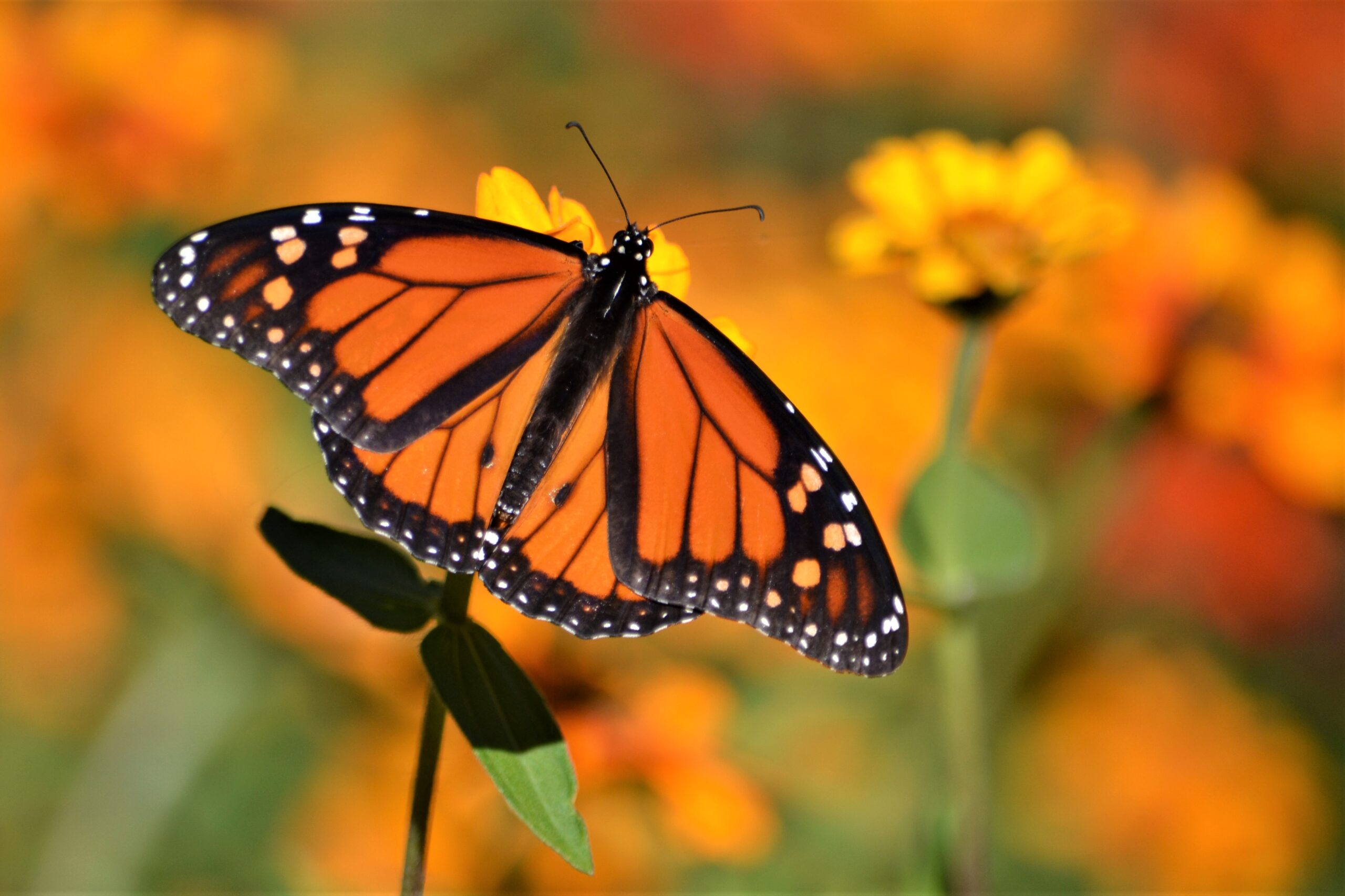 Move with Monarchs: Get up close to the incredible insects that call ...