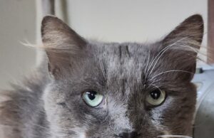 Handsome Clyde