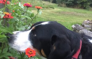 PCDL Provides Free Resources to Grow Veggies & Flowers