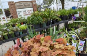 Perennial Gardeners Gear Up for Annual Plant Sale
