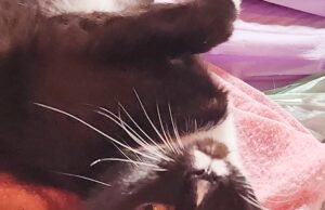 Kathy’s Kitten Spotlight