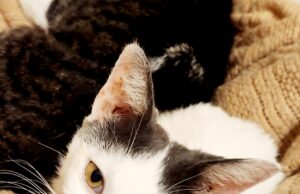 Meet Lilly: A Resilient Survivor Ready to Find Her Forever Home