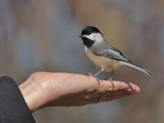 A bird in the hand…