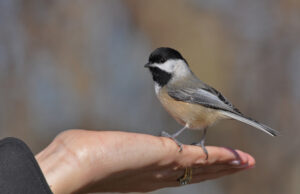 A bird in the hand…