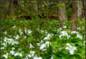 DNAP 50th Anniversary Open House at Eagle Creek State Nature Preserve The Eagle Creek State Nature Preserve will hold a special opportunity for exploration on April 26 at 1 p.m./Photo courtesy of the Eagle Creek State Nature Preserve