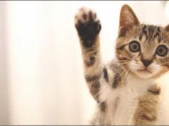 Portage Animal Protective League hosts Paws to Celebrate Spring Fling The Portage Animal Protective League will host its annual Spring Fundraiser, "Paws to Celebrate" on April 18 at the American Legion Hall in Kent