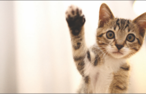 Portage Animal Protective League hosts Paws to Celebrate Spring Fling The Portage Animal Protective League will host its annual Spring Fundraiser, "Paws to Celebrate" on April 18 at the American Legion Hall in Kent