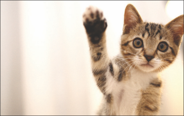 The Portage Animal Protective League will host its annual Spring Fundraiser, "Paws to Celebrate" on April 18 at the American Legion Hall in Kent