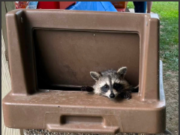 Party On! The Garrettsville-Hiram Rotary Club welcomed an unexpected visitor at its 100th anniversary party