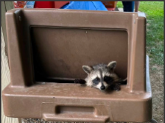 Party On! The Garrettsville-Hiram Rotary Club welcomed an unexpected visitor at its 100th anniversary party