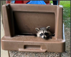 Party On! The Garrettsville-Hiram Rotary Club welcomed an unexpected visitor at its 100th anniversary party
