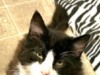 Kathy’s Cat Spotlight Kit Kat
