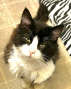Kathy’s Cat Spotlight Kit Kat