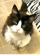 Kathy’s Cat Spotlight Kit Kat